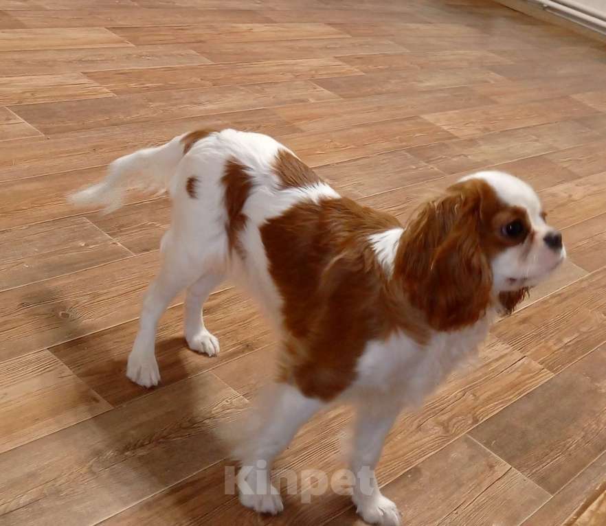 Собаки в других городах Московской области: Девочка 7 месяцев Девочка, 55 000 руб. - фото 2