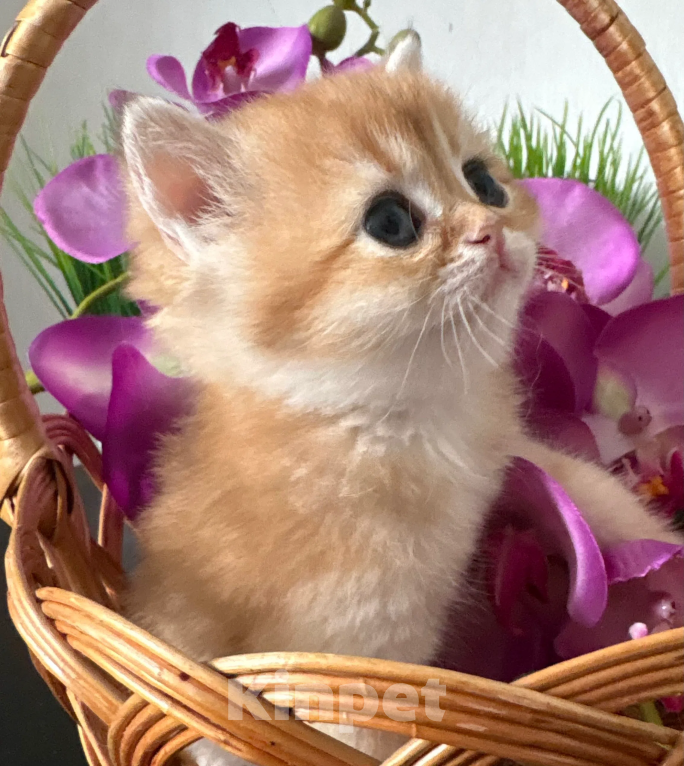Кошки в Симферополе: Британские котята Девочка, 35 000 руб. - фото 8