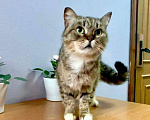 Кошки в Кувшиново: Стерилизованная и привитая красавица в дар, Бесплатно - фото 5