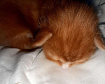 Кошки в Мичуринске: Котята Мейн-кун, 10 000 руб. - фото 4