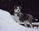 Собаки в Москве: Щенок бордер-колли Юджин в дар Мальчик, Бесплатно - фото 3