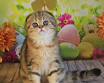 Кошки в Светогорске: Шотландская мраморушечка Девочка, 30 000 руб. - фото 2