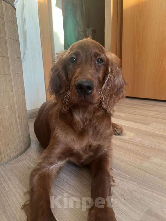 Собаки в Челябинске: Щенок ирландский красный сеттер Мальчик, 50 000 руб. - фото 2