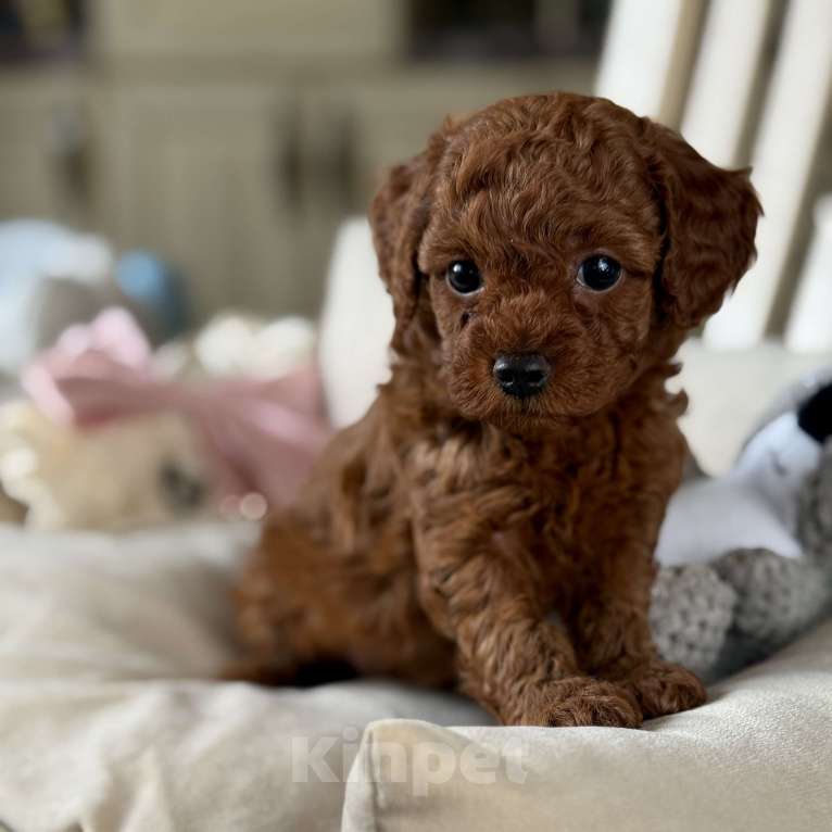 Собаки в Москве: Той пудель Китай РКФ Брайти Девочка, 230 000 руб. - фото 1