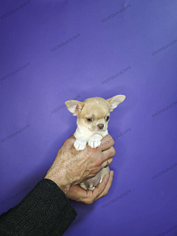 Мальчик чихуахуа с лиловым носиком