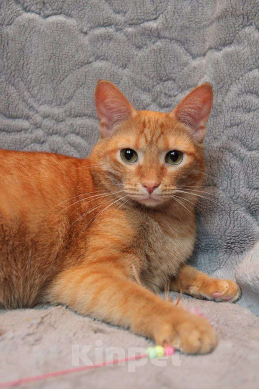 Кошки в Москве: Кот Руди ищет дом! Мальчик, Бесплатно - фото 1