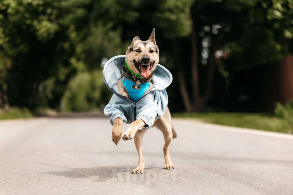 Собаки в Москве: Собака-компаньон для города Джефри в дар Мальчик, 1 руб. - фото 5