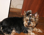Собаки в Москве: Йоркширский терьер, щенок девочка Девочка, 60 000 руб. - фото 6