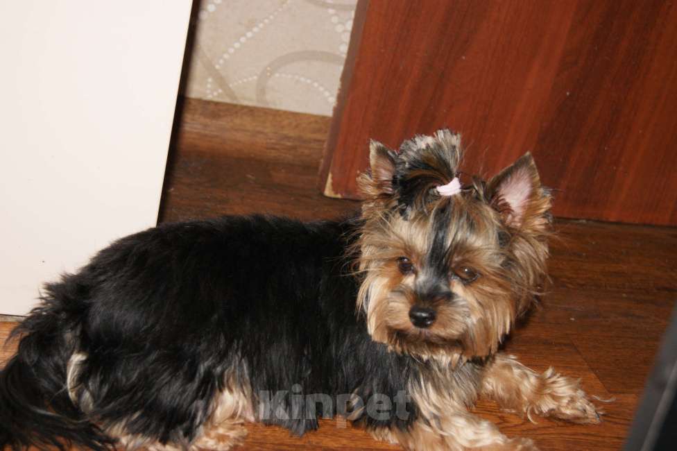 Собаки в Москве: Йоркширский терьер, щенок девочка Девочка, 60 000 руб. - фото 6