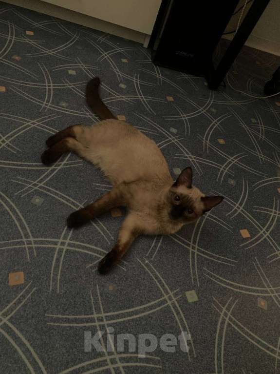 Кошки в Омске: Сиамский котенок Девочка, 1 руб. - фото 2