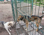 Собаки в Санкт-Петербурге: Домашний пёс-потеряшка ищет новую семью Мальчик, Бесплатно - фото 7