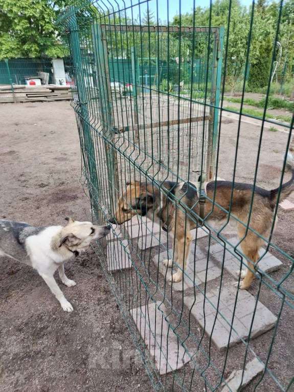 Собаки в Санкт-Петербурге: Домашний пёс-потеряшка ищет новую семью Мальчик, Бесплатно - фото 7