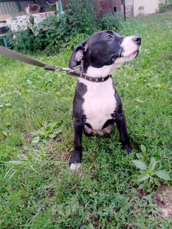 Собаки в Курске: Девочка американский питбультерьер Девочка, 5 000 руб. - фото 3