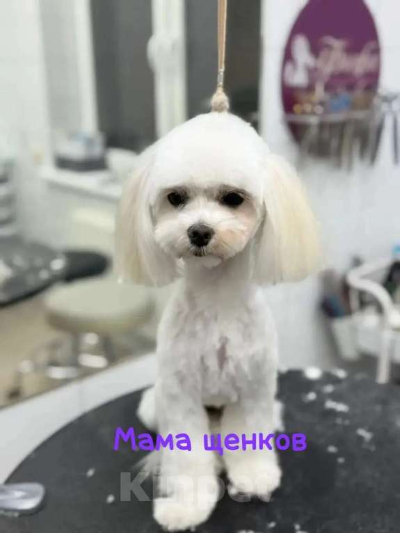 Собаки в Краснодаре: Мальтипу мальчик Мальчик, 80 000 руб. - фото 2