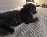 Кошки в Королеве: Котенок в добрые руки Девочка, Бесплатно - фото 2