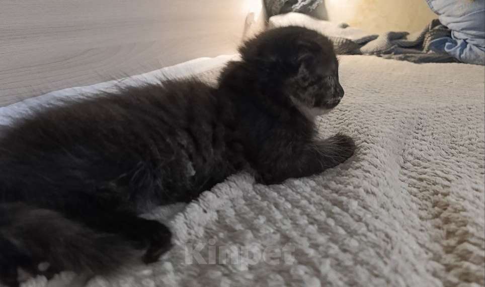 Кошки в Королеве: Котенок в добрые руки Девочка, Бесплатно - фото 2