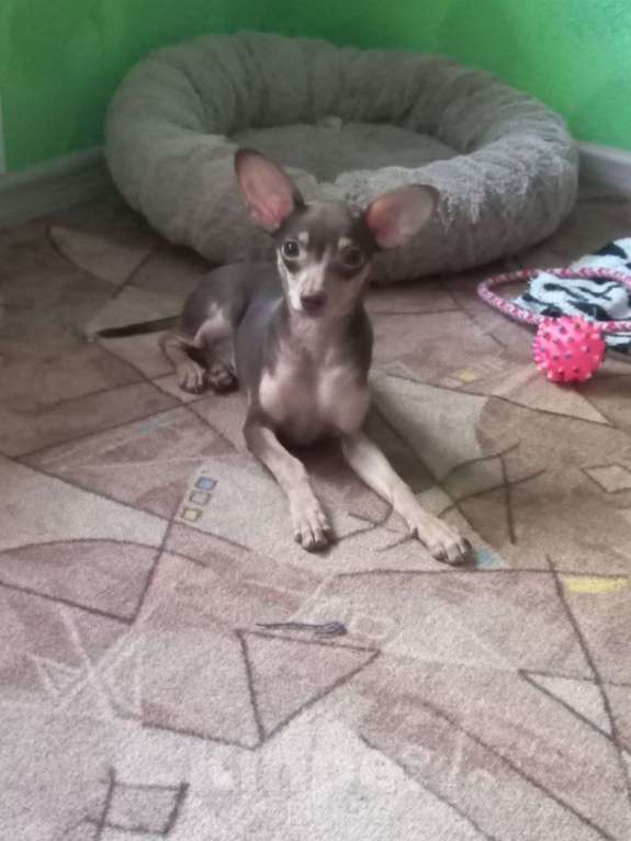 Собаки в Оренбурге: Щенок породы Русский той- Багги Лилак энд Тан, Мальчик, 50 000 руб. - фото 2