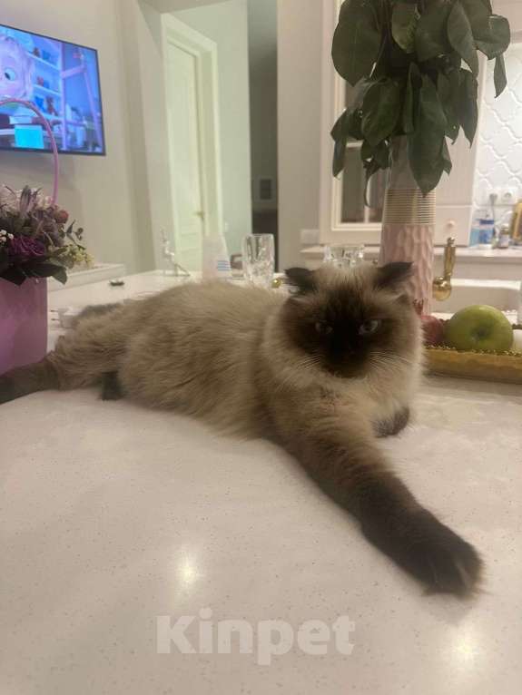 Кошки в Москве: Невский маскарадный кот Мальчик, 1 руб. - фото 1