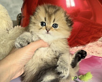 Кошки в Бахчисарае: Шотландский длинношерстный котенок Девочка, 35 000 руб. - фото 2