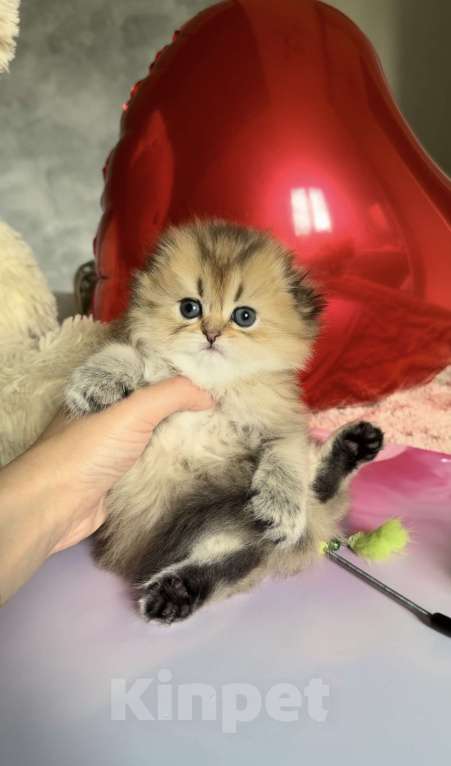 Кошки в Бахчисарае: Шотландский длинношерстный котенок Девочка, 35 000 руб. - фото 2