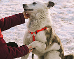 Собаки в Москве: Дружок ищет дом Мальчик, Бесплатно - фото 3