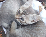 Кошки в Альметьевске: Котята Девочка, Бесплатно - фото 1