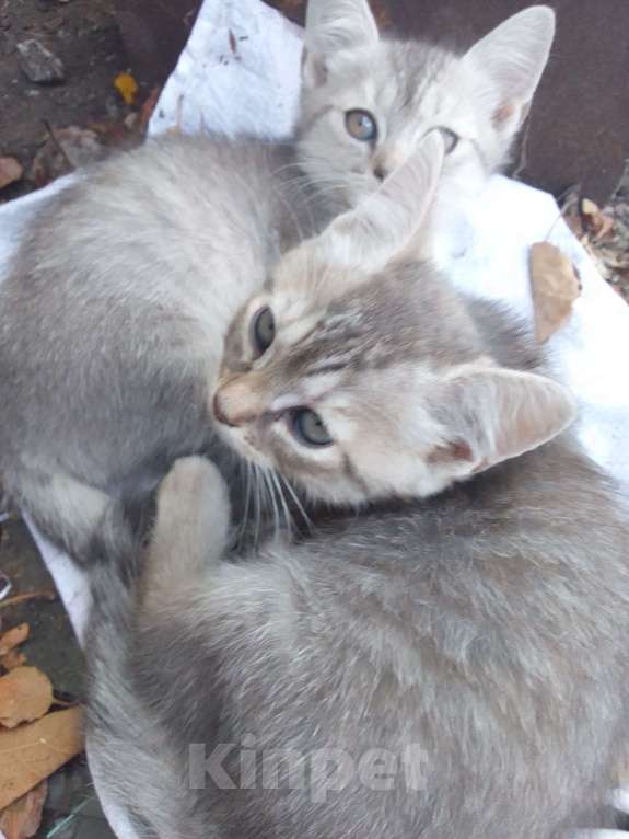 Кошки в Альметьевске: Котята Девочка, Бесплатно - фото 1