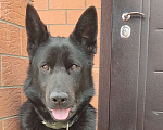 Собаки в других городах Краснодарского края: Щенок немецкой овчарки( мальчик) Мальчик, 16 000 руб. - фото 4