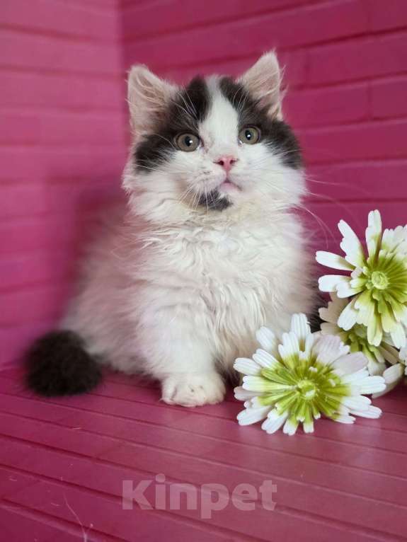 Кошки в Москве: Манчкины два мальчика короткие лапки Мальчик, 35 000 руб. - фото 4