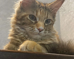 Кошки в Краснодаре: Мальчик мейн кун Мальчик, 14 000 руб. - фото 3