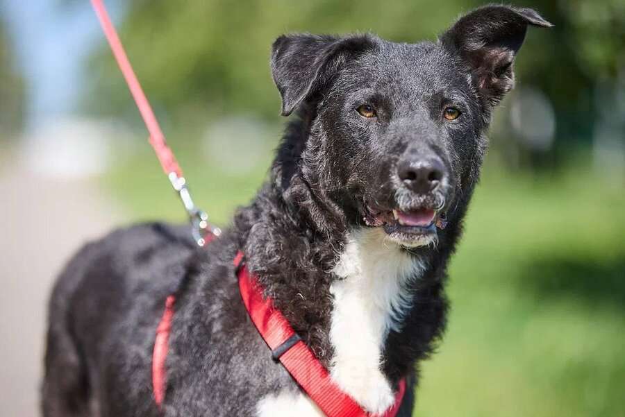 Собаки в Москве: Ночка — собака, которая всегда рядом Девочка, Бесплатно - фото 2