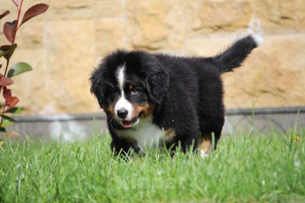 Собаки в Москве: Щенок Бернского зенненхунда!!! Кобель!!!  Мальчик, Бесплатно - фото 7
