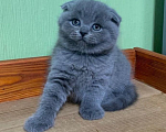 Кошки в Москве: Шотландские котята (вислоушки и прямоушки) Мальчик, 10 000 руб. - фото 3