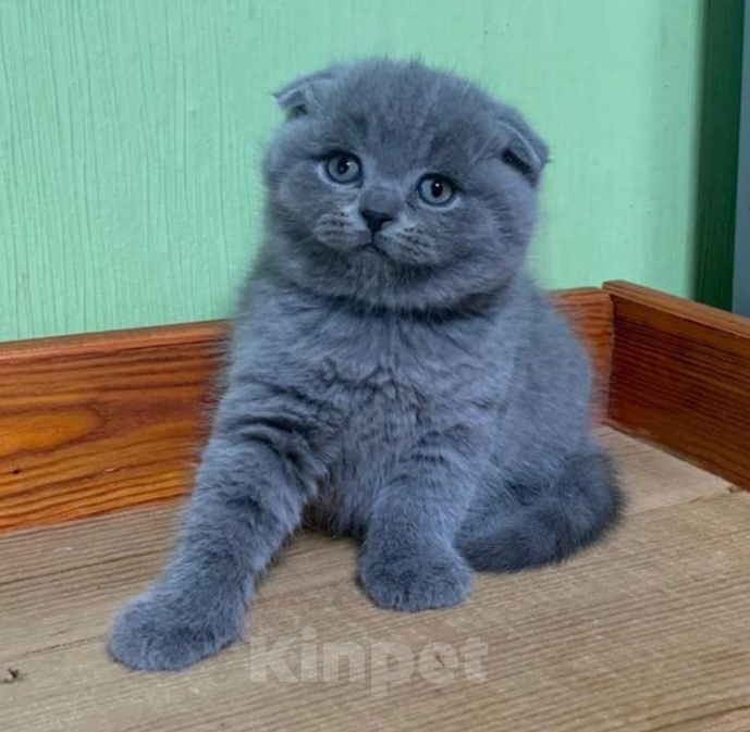 Кошки в Москве: Шотландские котята (вислоушки и прямоушки) Мальчик, 10 000 руб. - фото 3
