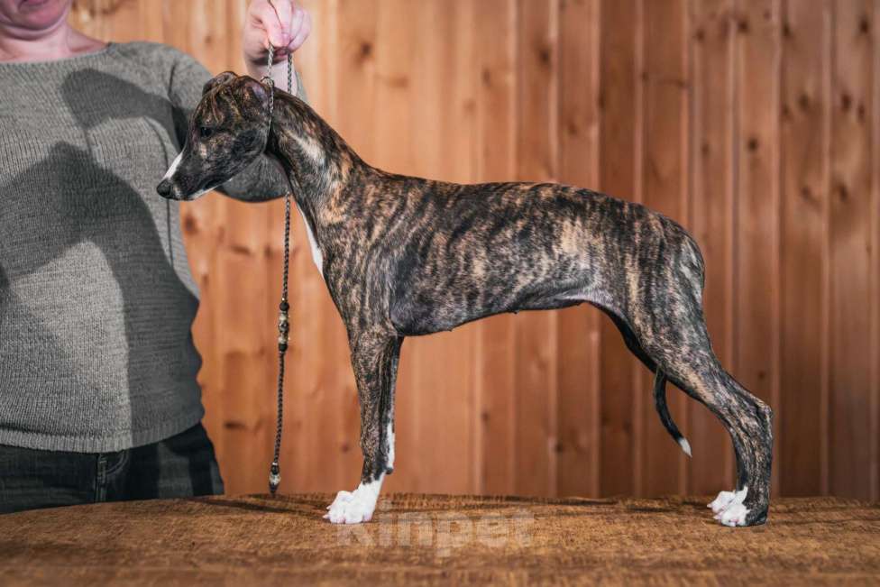 Собаки в Раменском: Уиппет щенок Девочка, 130 000 руб. - фото 3