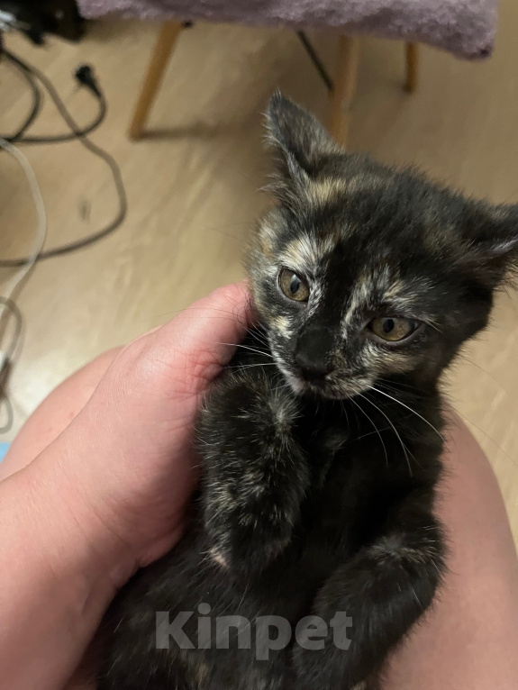 Кошки в Кудрово: Котята в добрые оуки Девочка, Бесплатно - фото 4