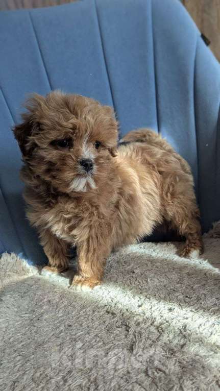 Собаки в других городах Московской области: Собаки Девочка, Бесплатно - фото 5