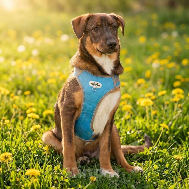 Собаки в Москве: щенок Боб в добрые руки Мальчик, Бесплатно - фото 2