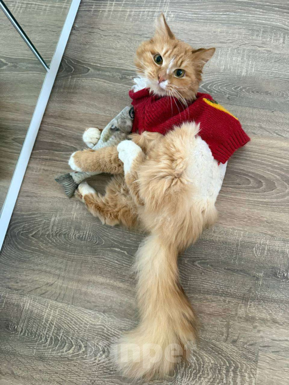 Кошки в Москве: Стильный Еремей ищет дом! Мальчик, Бесплатно - фото 4