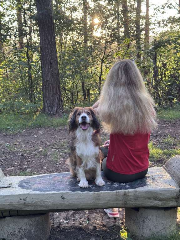 Собаки в Москве: Мальчик для вязки  Мальчик, Бесплатно - фото 7