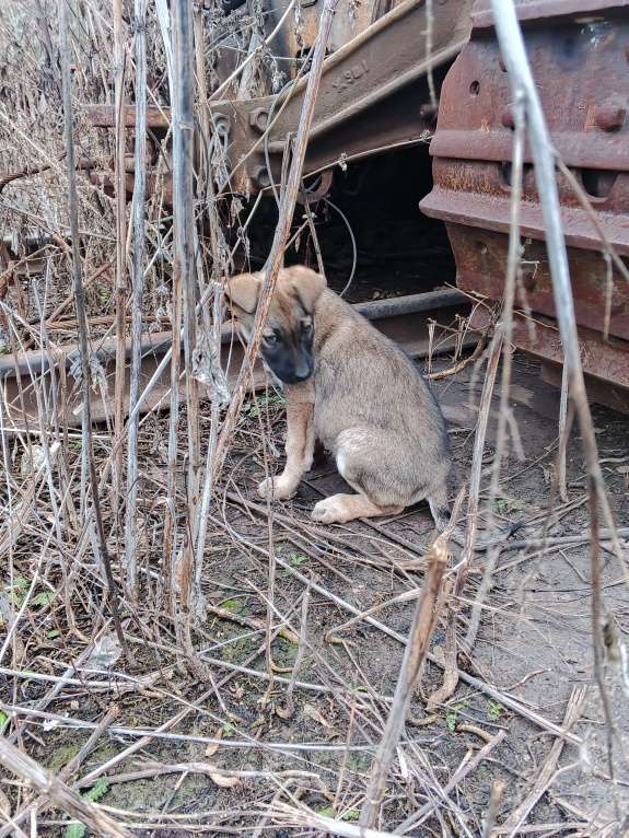 Собаки в Самаре: Малыши девочки в добрые руки 3 месяца  Девочка, Бесплатно - фото 5