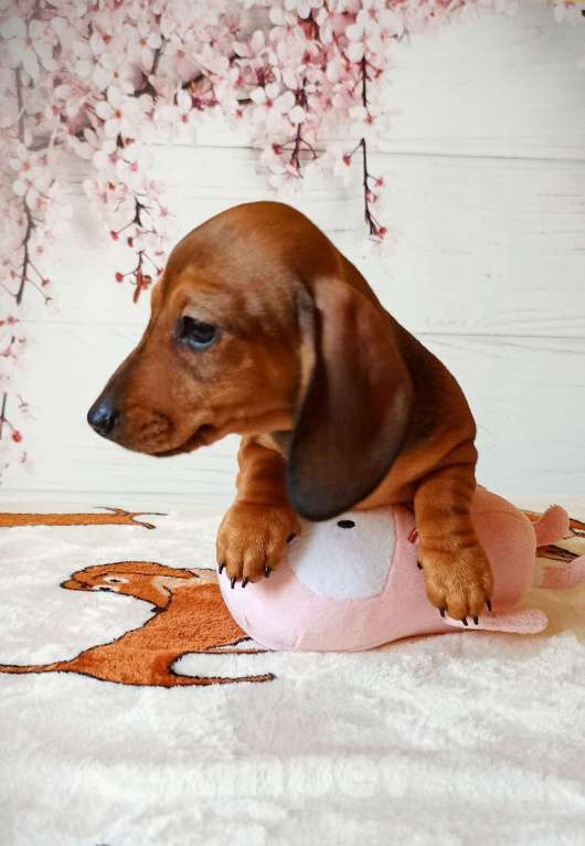 Собаки в Ростове-на-Дону: Щенок таксы кроличьей Девочка, 80 000 руб. - фото 3