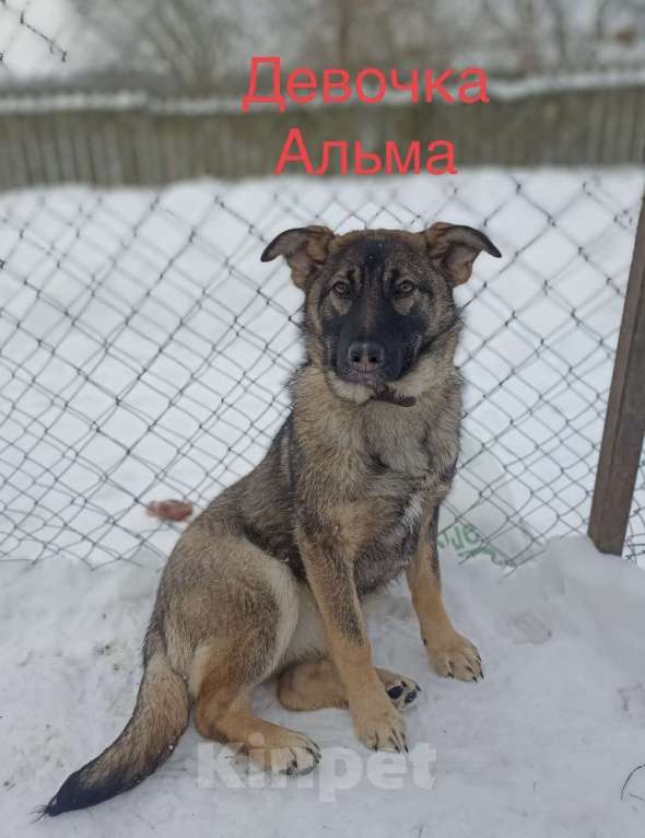 Собаки в Москве: Щенок Альма в добрые руки Девочка, 1 руб. - фото 4