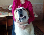 Собаки в Черепаново: алабай вязка, Бесплатно - фото 2