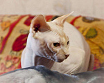 Кошки в Белгороде: Вязка Канадский Сфинкс, 3 000 руб. - фото 1