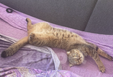 Кошки в Уфе: Отдаю бесплатно породистую кошку, может кому-то нужна будет для разведения  Девочка, Бесплатно - фото 2