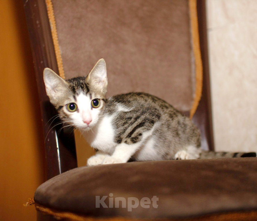 Кошки в Москве: Абиссинские котята Мальчик, Бесплатно - фото 1