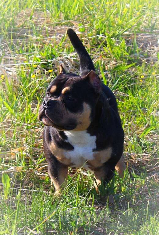 Собаки в Сергиеве Посаде: Девочка американскийх булли. Девочка, 80 000 руб. - фото 6