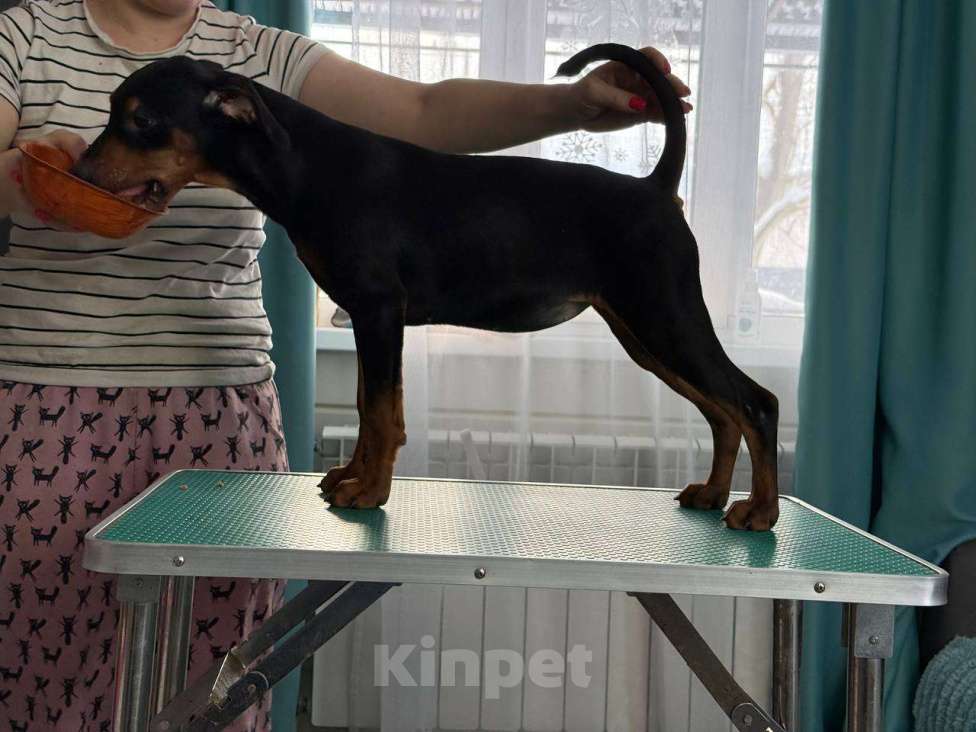 Собаки в других городах Ленинградской области: Немецкий пинчр Девочка, Бесплатно - фото 1