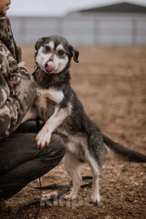Собаки в Москве: Маленький пёсик Пьероша в добрые руки Мальчик, 1 руб. - фото 5